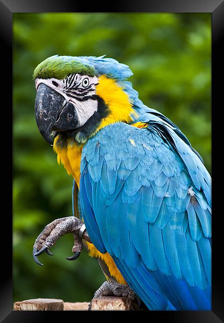 Blue Parrot Framed Print by Pam Sargeant
