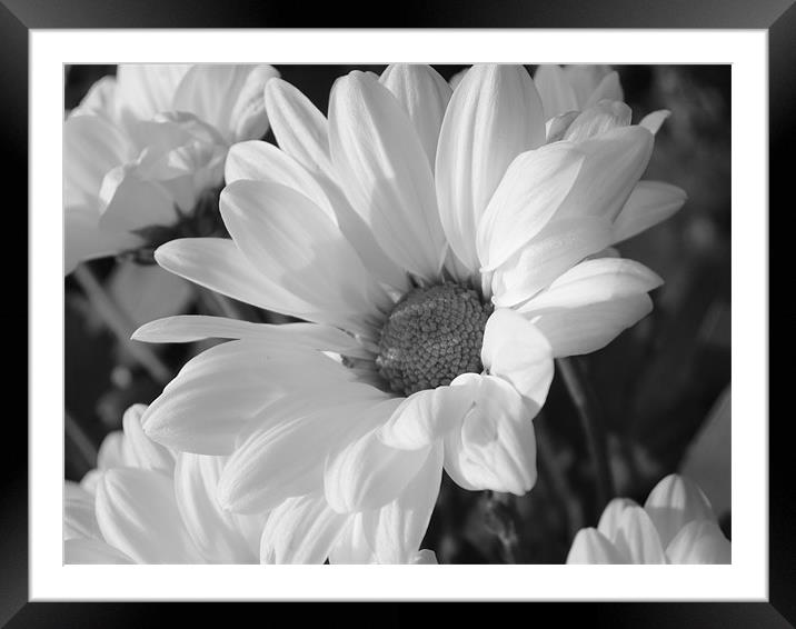 white and wonderful Framed Mounted Print by Tracey Boatright