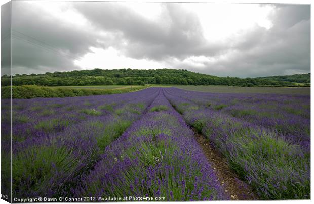 Lavender Fields in Kent Canvas Print by Dawn O'Connor