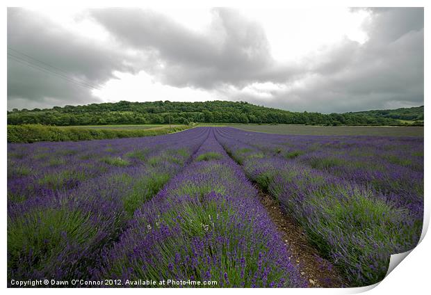 Lavender Fields in Kent Print by Dawn O'Connor