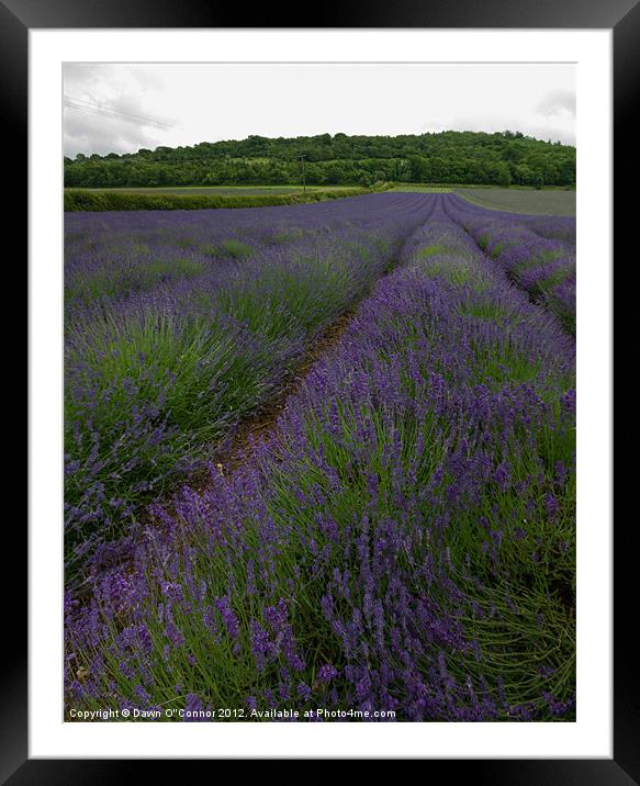 Lavender Fields in Kent Framed Mounted Print by Dawn O'Connor