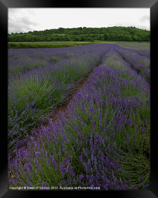 Lavender Fields in Kent Framed Print by Dawn O'Connor