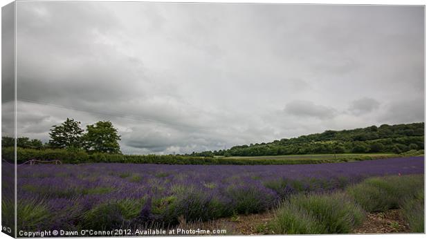 Lavender Fields in Kent Canvas Print by Dawn O'Connor