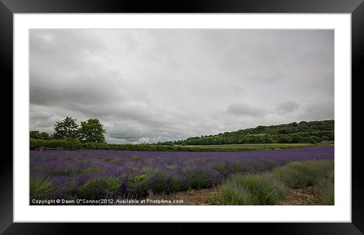 Lavender Fields in Kent Framed Mounted Print by Dawn O'Connor