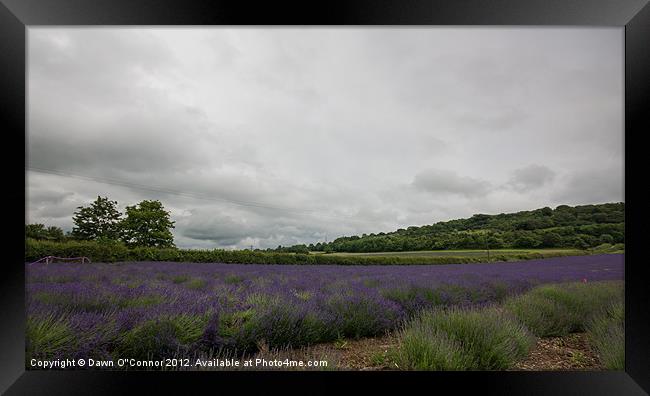 Lavender Fields in Kent Framed Print by Dawn O'Connor
