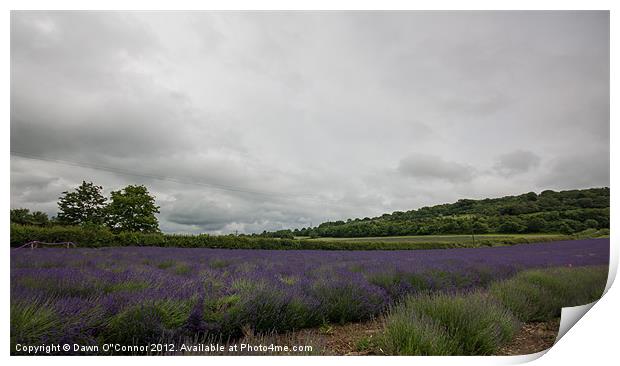 Lavender Fields in Kent Print by Dawn O'Connor