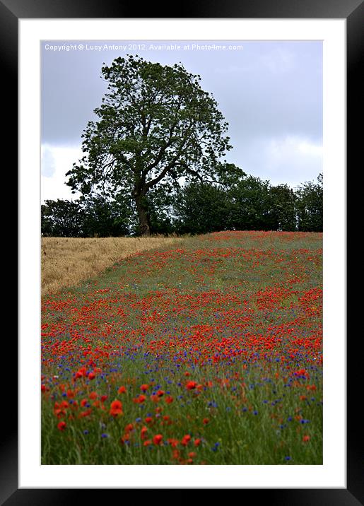 wildflower meadow Framed Mounted Print by Lucy Antony