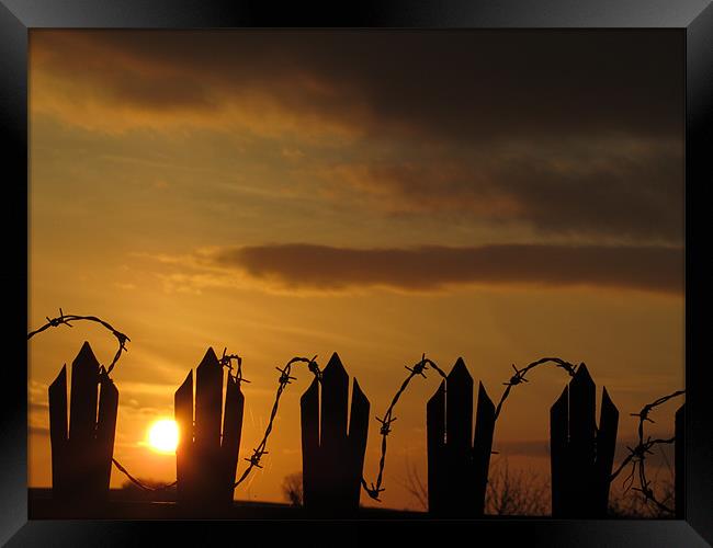barbed wire fence at sunset Framed Print by isaac ford