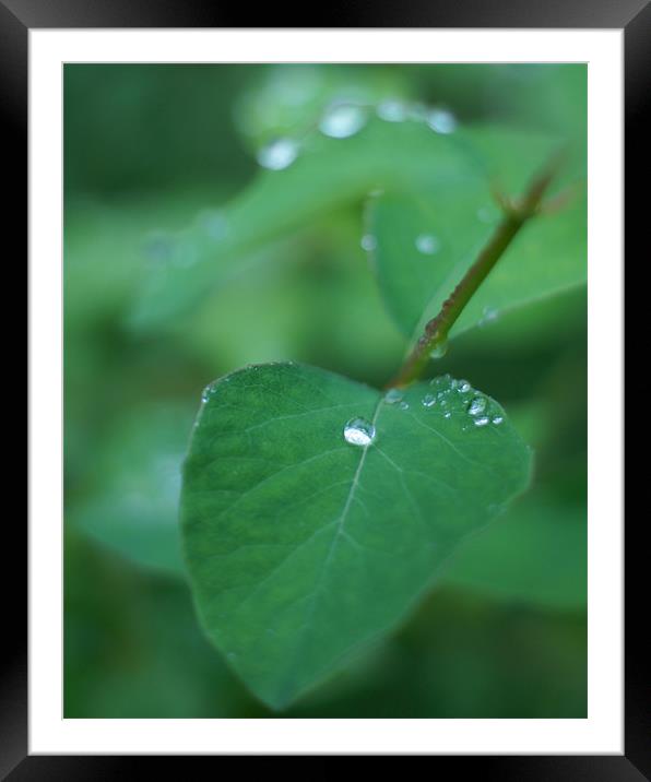 Raindrop on leaf Framed Mounted Print by Edward Linton