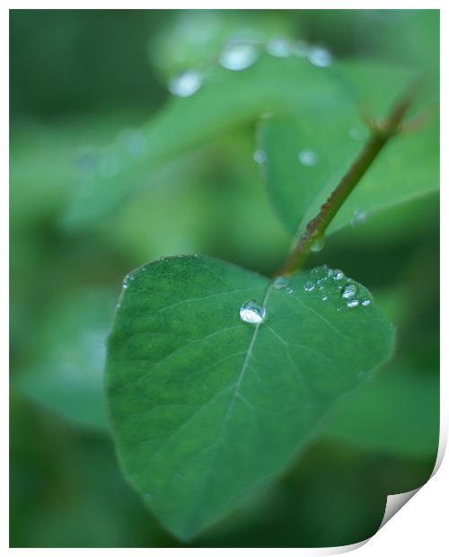 Raindrop on leaf Print by Edward Linton