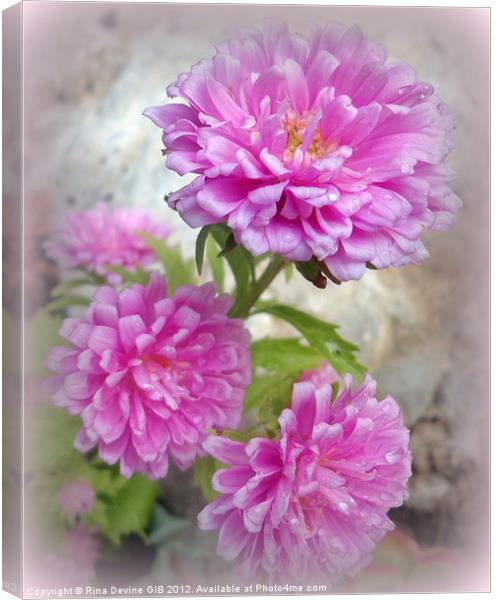 Pink Asters 1 Canvas Print by Fine art by Rina