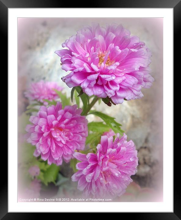 Pink Asters 1 Framed Mounted Print by Fine art by Rina