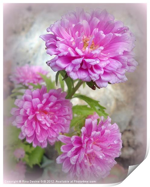 Pink Asters 1 Print by Fine art by Rina