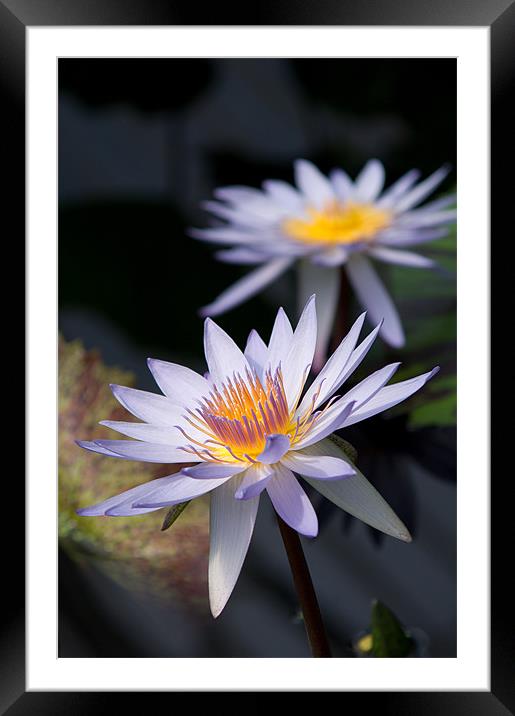 Water Lilies Framed Mounted Print by Barry Maytum