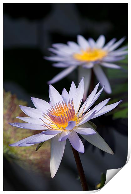 Water Lilies Print by Barry Maytum