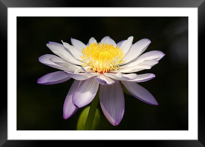 Water Lily Framed Mounted Print by Barry Maytum