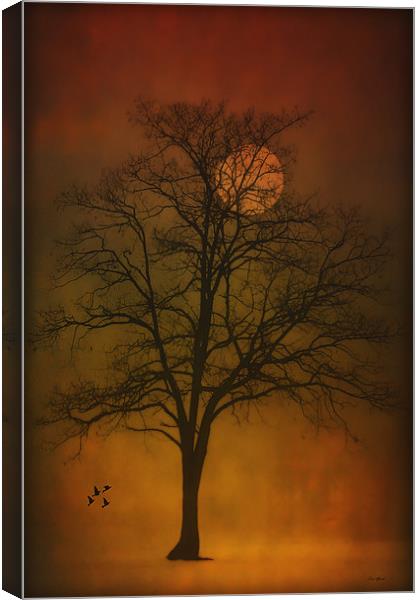 ONE LONELY TREE Canvas Print by Tom York