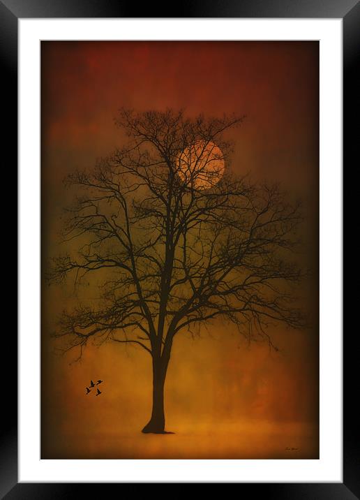 ONE LONELY TREE Framed Mounted Print by Tom York