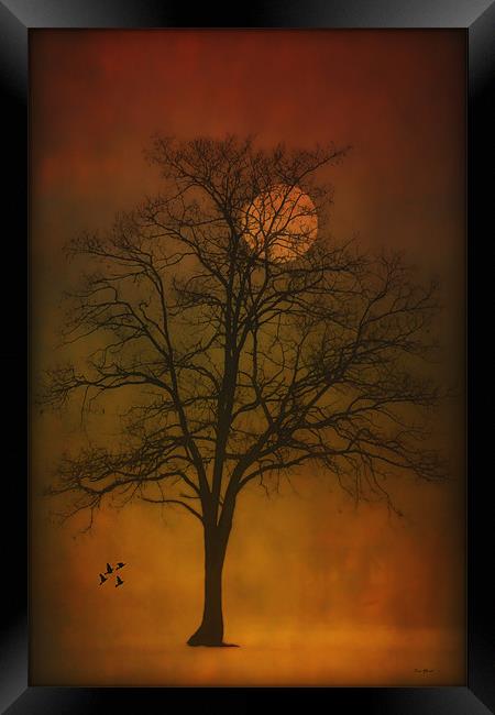 ONE LONELY TREE Framed Print by Tom York