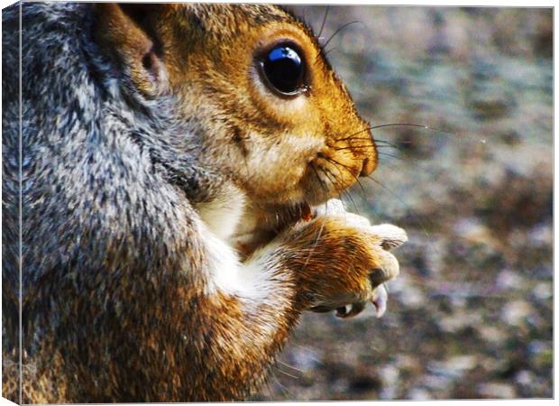 Hungry Squirrel Canvas Print by LucyBen Lloyd