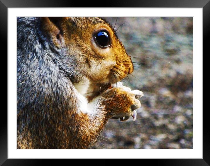 Hungry Squirrel Framed Mounted Print by LucyBen Lloyd