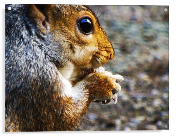 Hungry Squirrel Acrylic by LucyBen Lloyd
