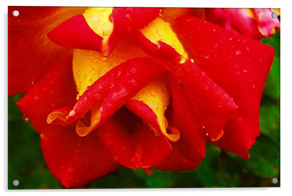 Rain Drop Flower Acrylic by LucyBen Lloyd