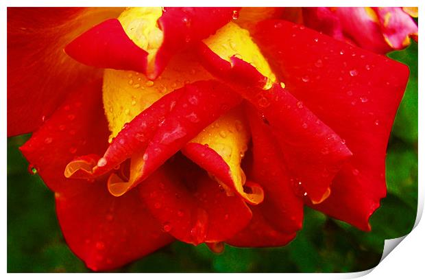Rain Drop Flower Print by LucyBen Lloyd