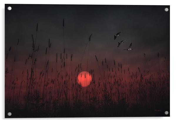 SCARLET SUNSET Acrylic by Tom York