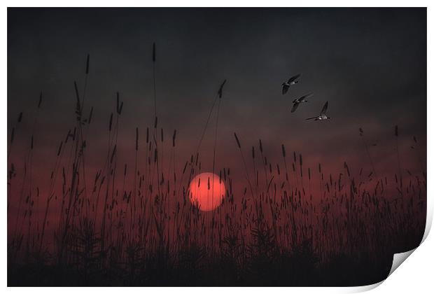 SCARLET SUNSET Print by Tom York