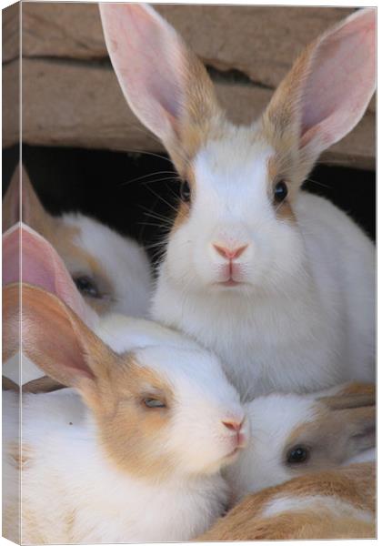 bunny family Canvas Print by anurag gupta