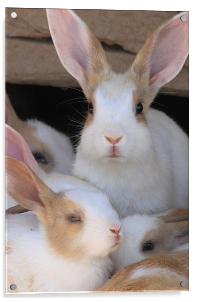 bunny family Acrylic by anurag gupta