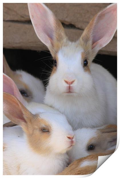 bunny family Print by anurag gupta