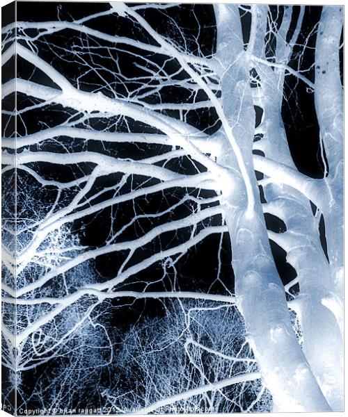 The Trees Whisper Canvas Print by Brian  Raggatt