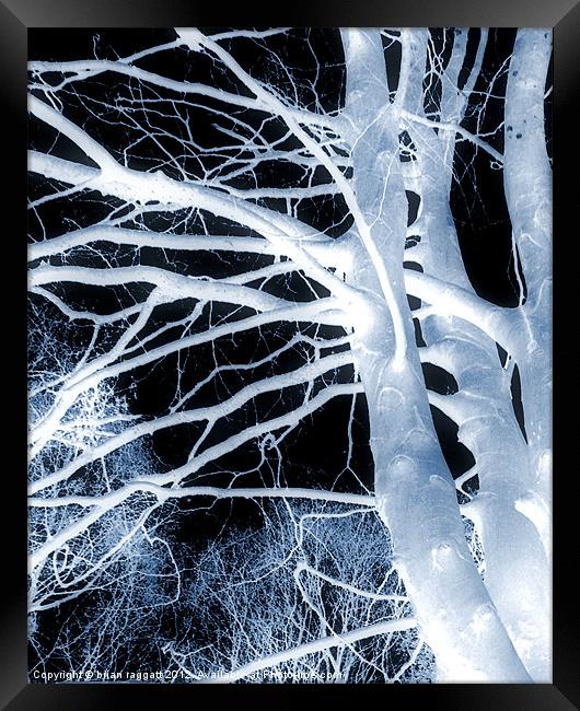 The Trees Whisper Framed Print by Brian  Raggatt