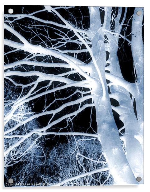 The Trees Whisper Acrylic by Brian  Raggatt