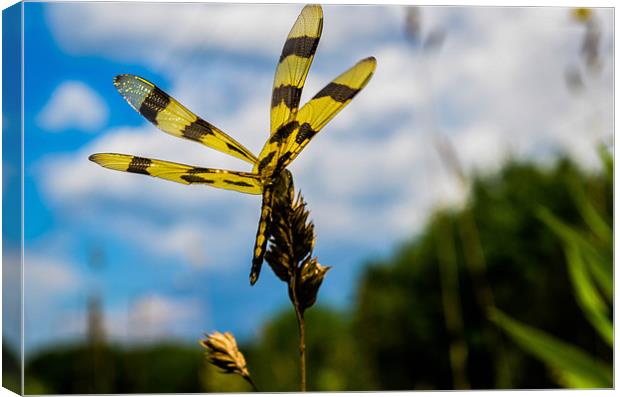 Dragonfly Canvas Print by Mamadou Diallo