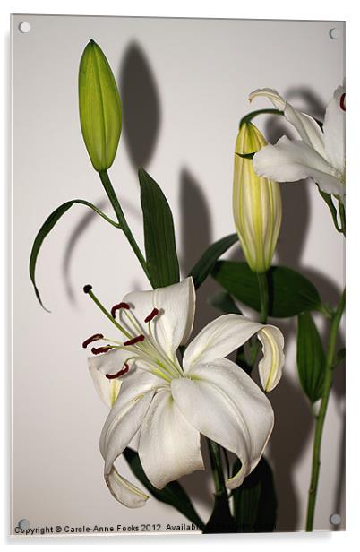 White Lily Spray Acrylic by Carole-Anne Fooks