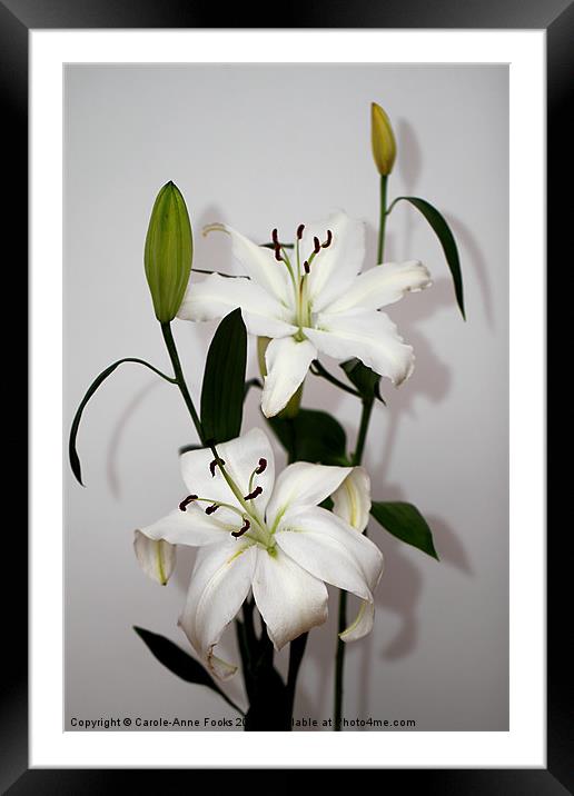 White Lily Spray Framed Mounted Print by Carole-Anne Fooks