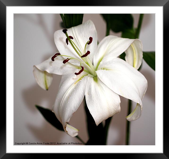 White Lily in Macro Framed Mounted Print by Carole-Anne Fooks
