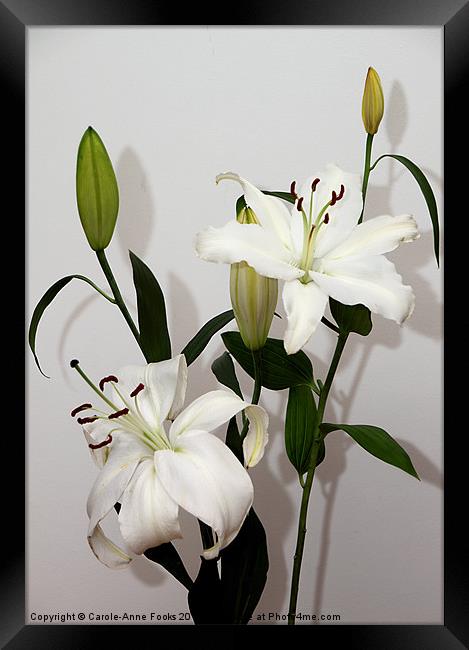 White Lily Spray Framed Print by Carole-Anne Fooks