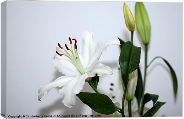White Lily with Buds Canvas Print by Carole-Anne Fooks