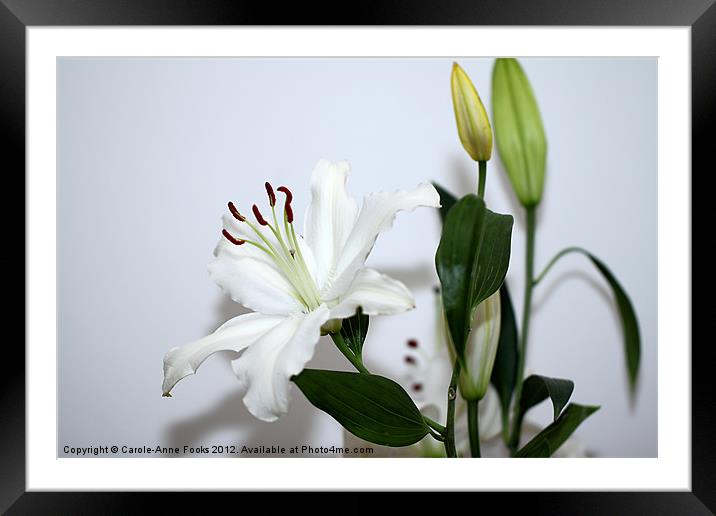 White Lily with Buds Framed Mounted Print by Carole-Anne Fooks