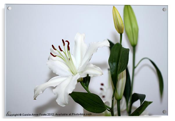White Lily with Buds Acrylic by Carole-Anne Fooks