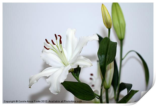 White Lily with Buds Print by Carole-Anne Fooks