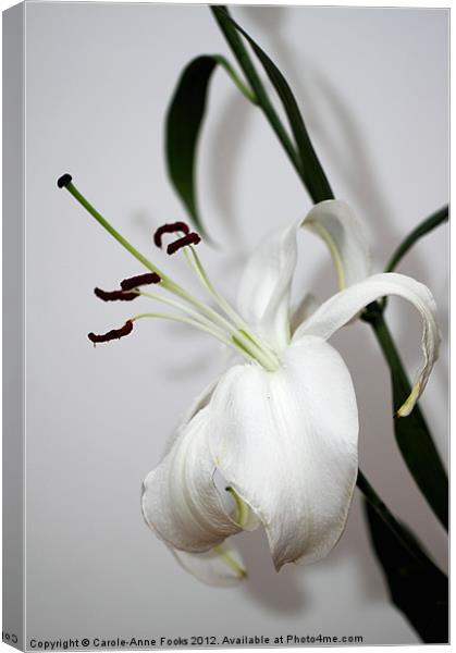 lily, flower, flowers, blooms, flora, floral, buds Canvas Print by Carole-Anne Fooks