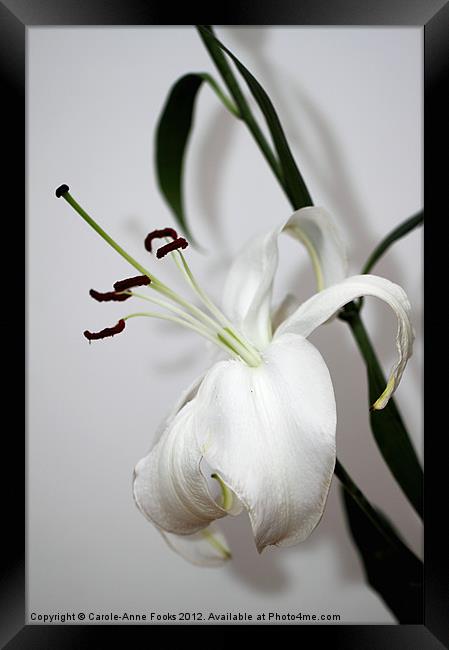 lily, flower, flowers, blooms, flora, floral, buds Framed Print by Carole-Anne Fooks