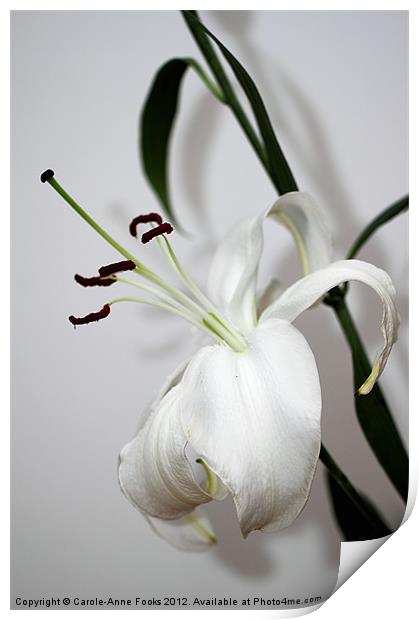 lily, flower, flowers, blooms, flora, floral, buds Print by Carole-Anne Fooks