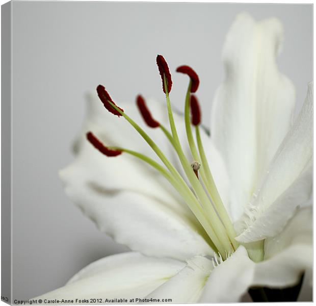 White Lily in Macro Canvas Print by Carole-Anne Fooks