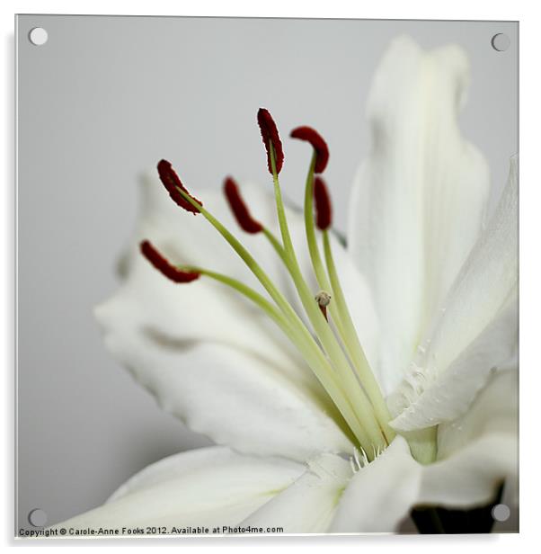White Lily in Macro Acrylic by Carole-Anne Fooks